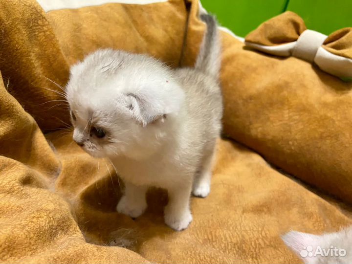 Шотландская