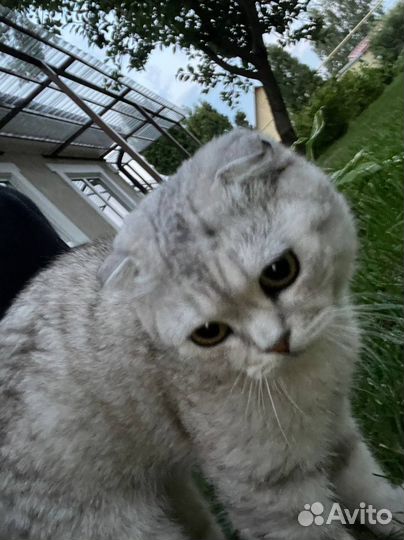 Шотландская