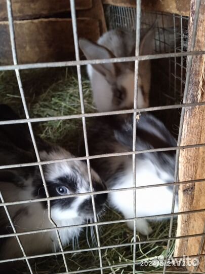 Кролики 4месяца