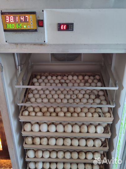 Продам инкубаторы