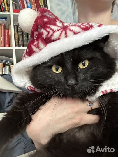 Одежда для собак и кошек