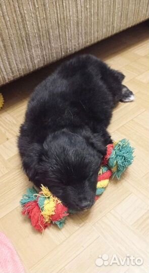 Щеночек-мальчик