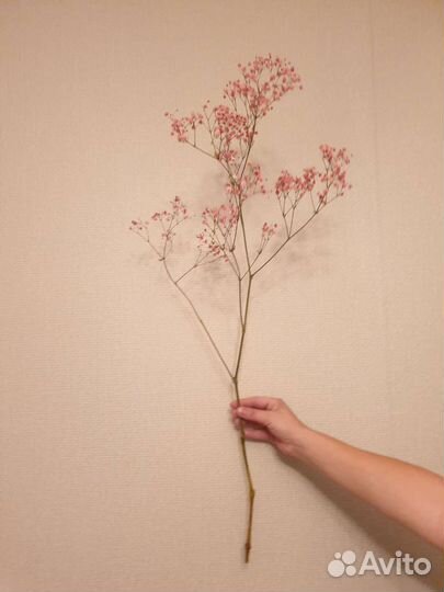 Гипсофила сухоцвет