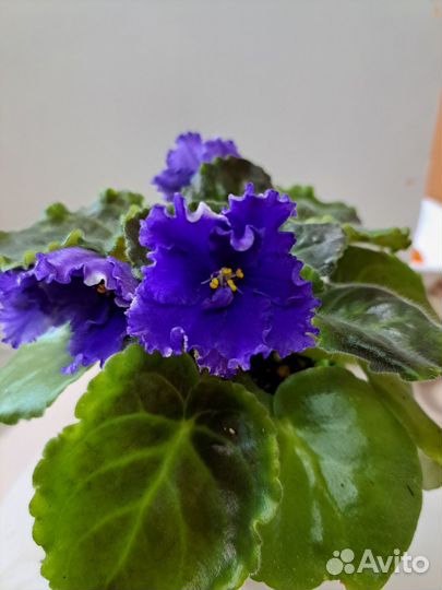 Фиалки сортовые