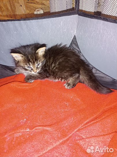 Котята