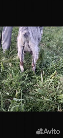 Козы альпийская, ломанча