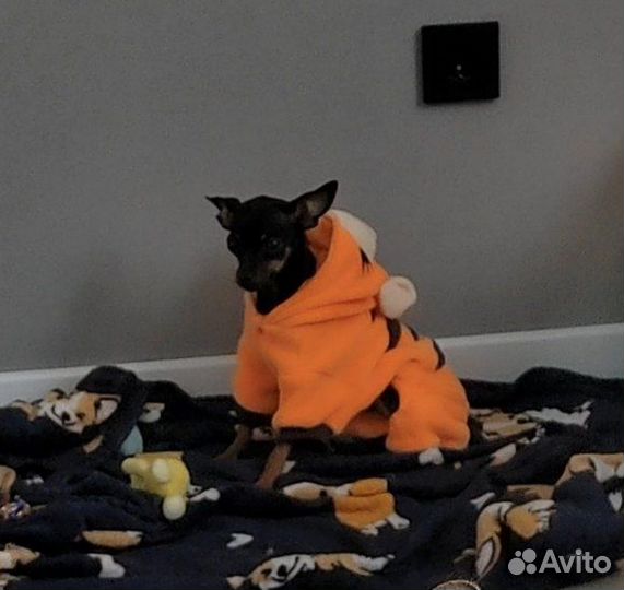 Русский той-терьер мини