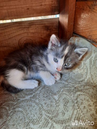 Отдам котят,мальчик и девочка кушают сами 1 месяц