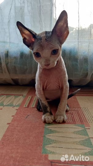 Канадский сфинкс