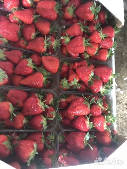Рассада клубники воздушка априка