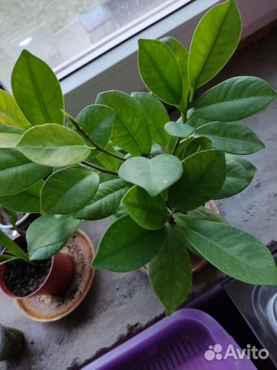 Фикус макломе