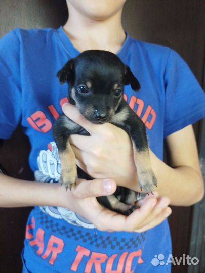 Щенки русский той-терьер