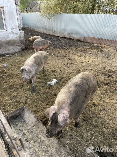 Поросята ландрас