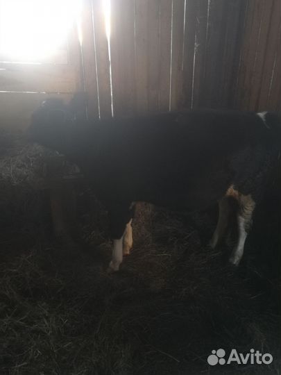 Продам телушку 6 месяцев