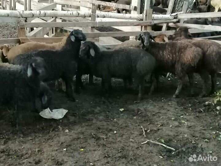 Курдючные бараны