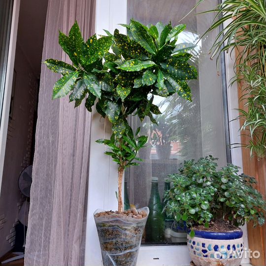 Аукуба и Гибискус большие цветы в горшке