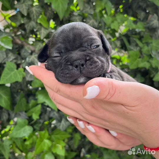 Французский бульдог щенки