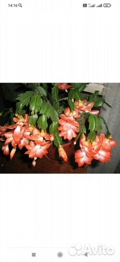 Декабрист шлюмбергера оранжевый