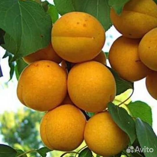 Абрикос Лель