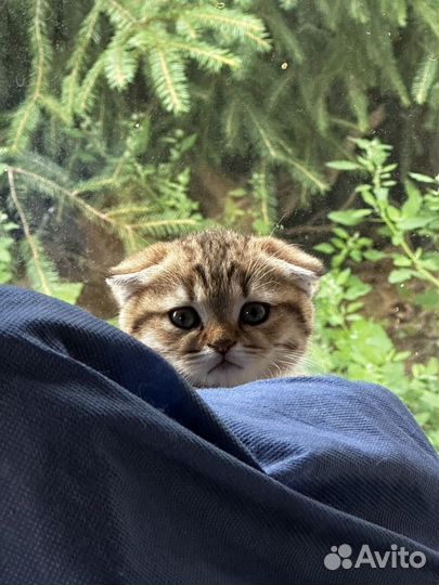 Котенок -тигренок