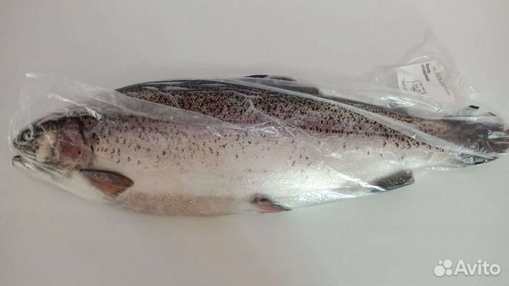 Форель свежая охлаждённая
