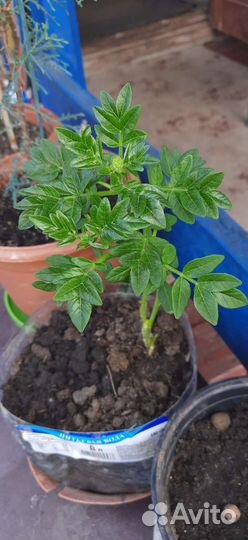 Ясенец белый. Неополимая купена