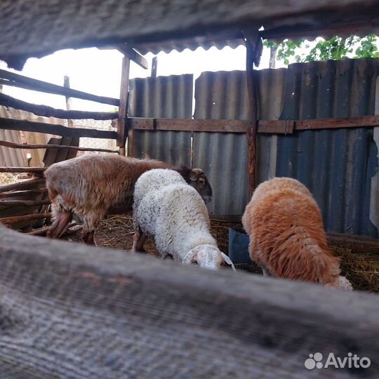 Продаются барашки