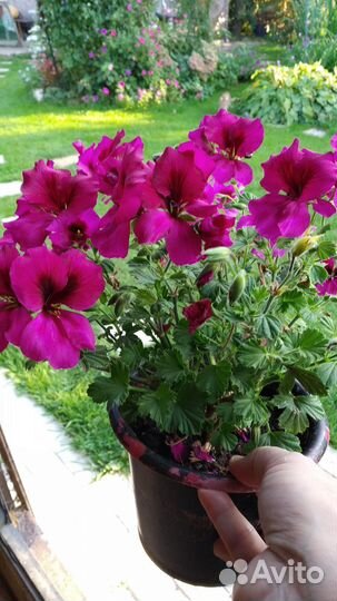 Пеларгония герань