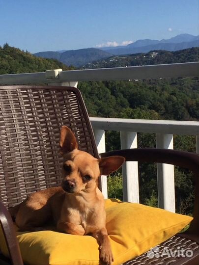 Той-терьер вязка