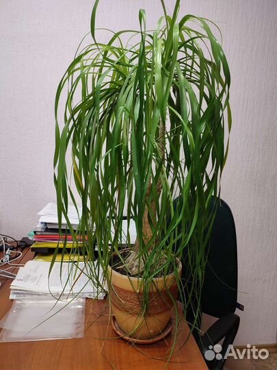 Бокарнея, нолина или бутылочное дерево