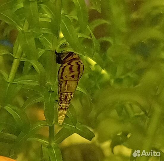 Улитки Мелания