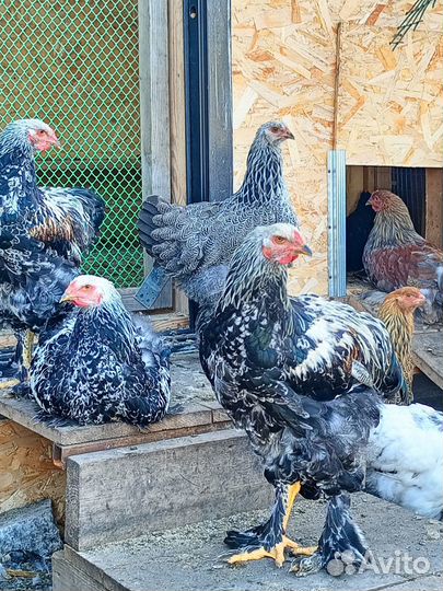 Петух Брама, Доминант