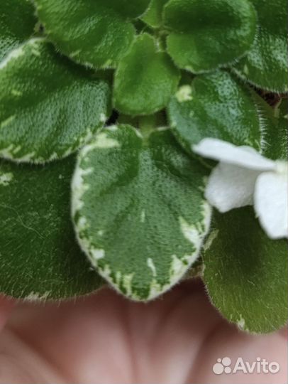 Фиалка мини