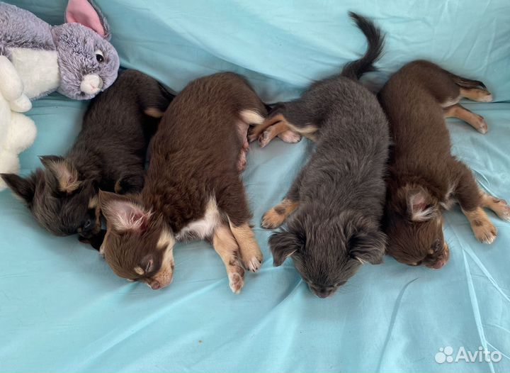 Щенки чихуахуа стандарт и мини