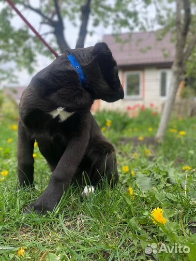 Щенки сао алабай