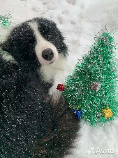 Бордер колли вязка