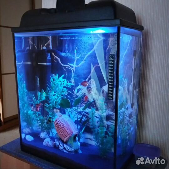 Аквариум с рыбками 40 литров