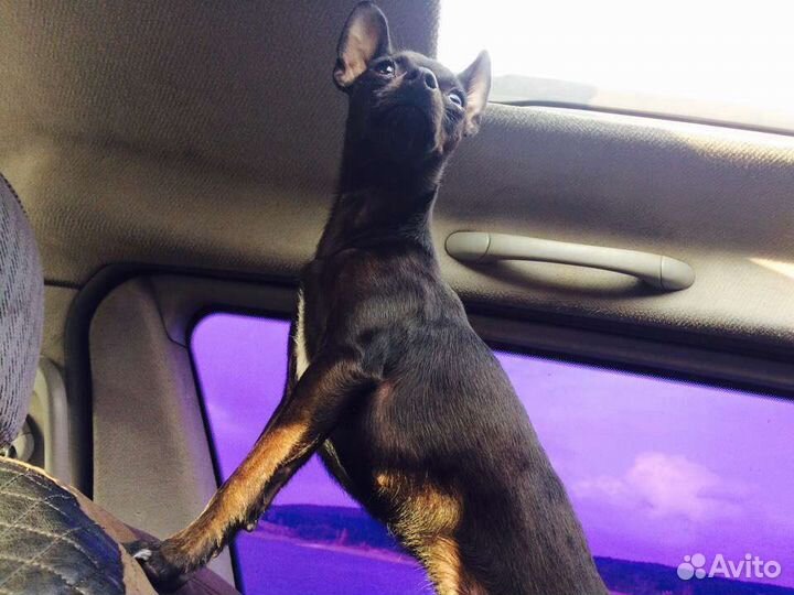 Вязка той-терьер девочка