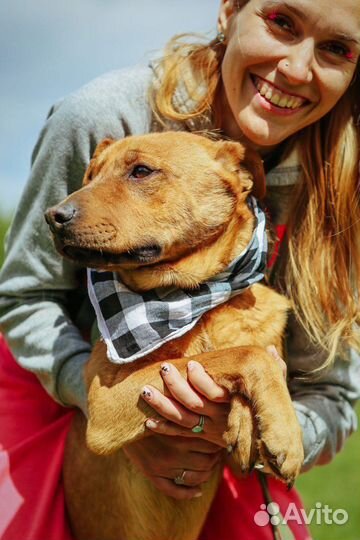Приходи за другом приют Некрасовка