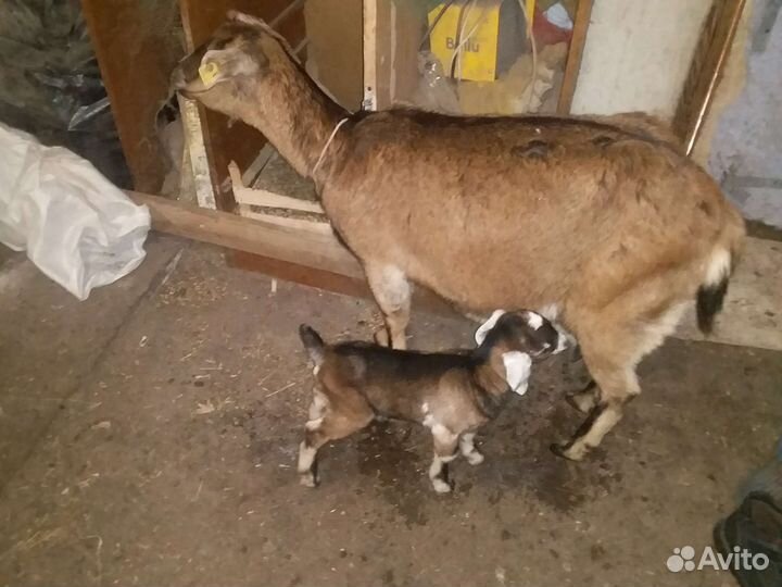 Козы дойные