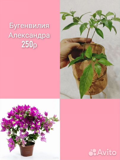 Комнатные растения микс