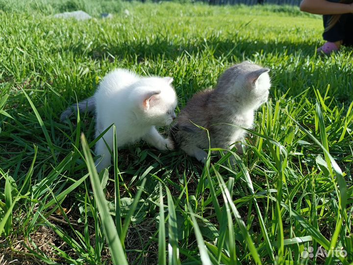 Шотландские котята