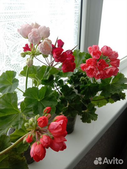 Тюльпановидная пеларгония герань