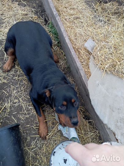Щенки ротвейлера