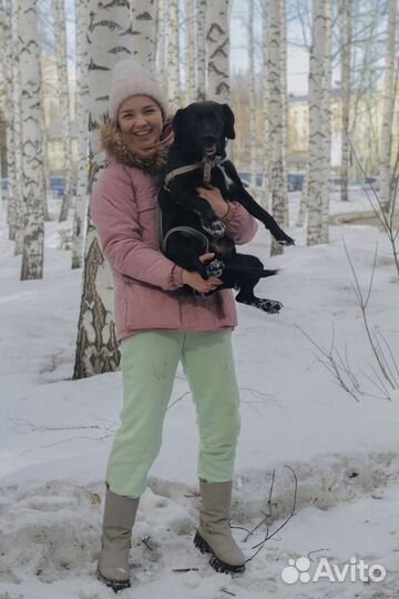 Собака в добрые руки