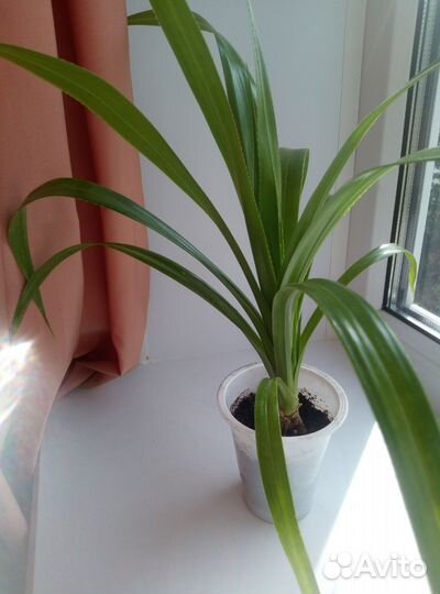 Хлорофитум