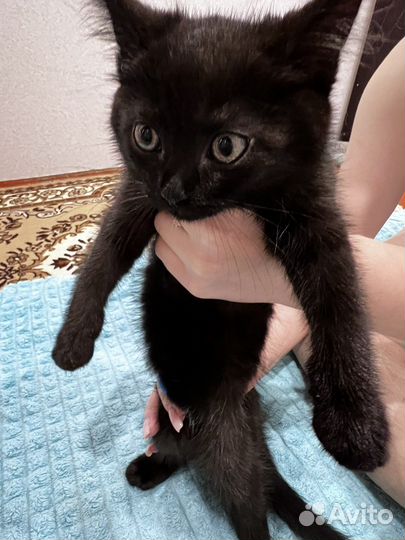 Милейшая кошечка