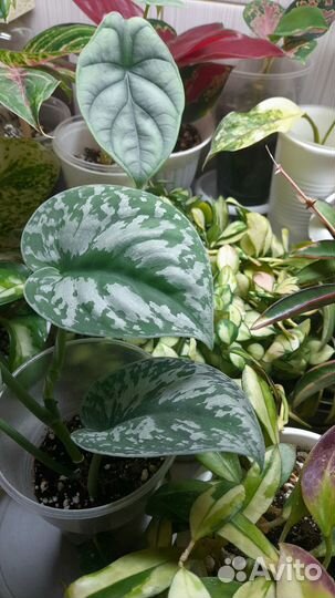 Сциндапсус Экзотика