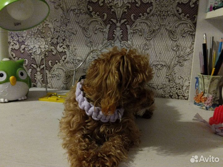 Ошейник на заказ ручной работы для собак