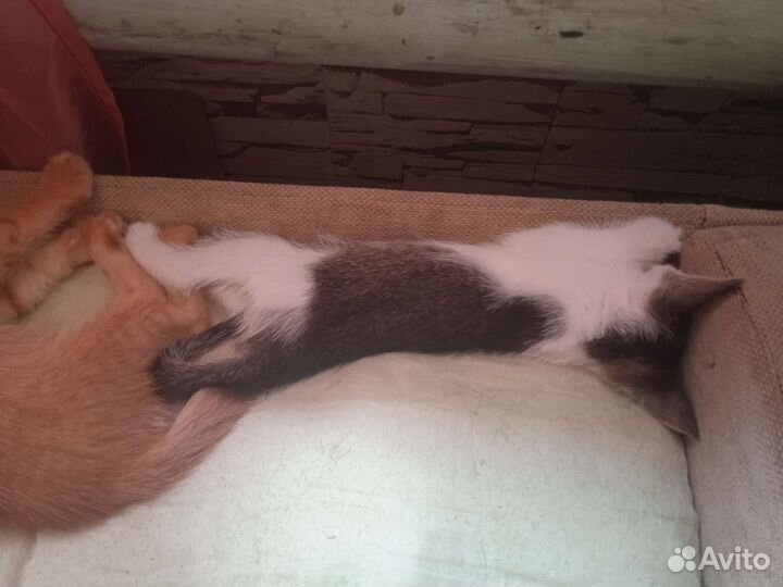 Котята в добрые и любящие руки